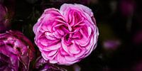 Rosen aus dem Garten von MICHEL WETTSTEIN Miniaturansicht