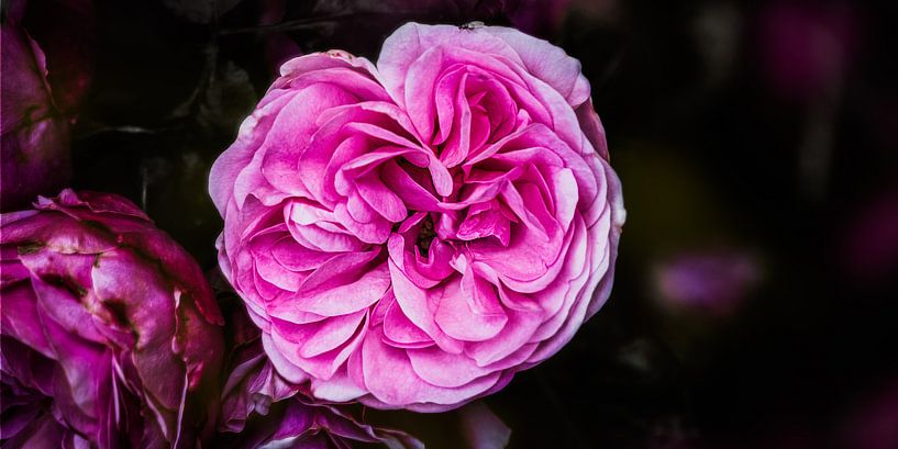 Rosen aus dem Garten von MICHEL WETTSTEIN
