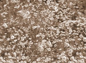 Ein Feld voller Gänseblümchen in Sepia.