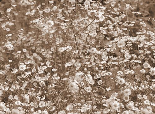 A field full of daisies in sepia .