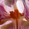Pink orchid closeup van Jelle Ursem