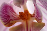 Rosa Orchidee in Nahaufnahme von Jelle Ursem Miniaturansicht