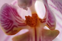 Pink orchid closeup