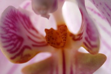 Pink orchid closeup van Jelle Ursem