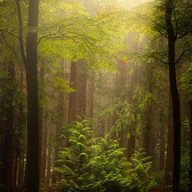 In the spotlight by Arjen Noord