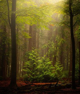 In the spotlight by Arjen Noord