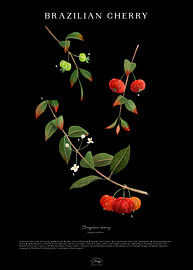 Brasilianische Kirsche von Mapi Tropical Art