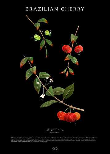 Brazilian Cherry