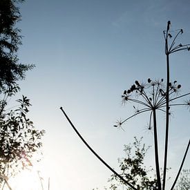 Beim Wandern in Oirschot mit dem Herbst von Angela Kiemeneij