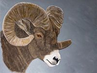 Mouton avec des cornes