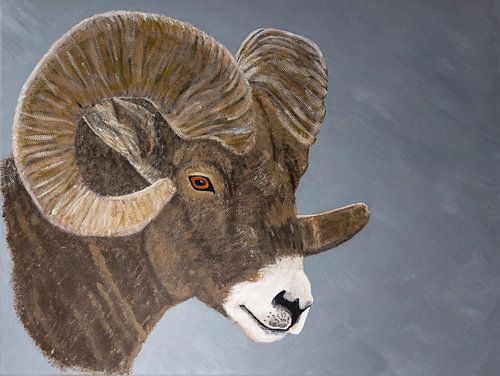 Schaap met hoorns