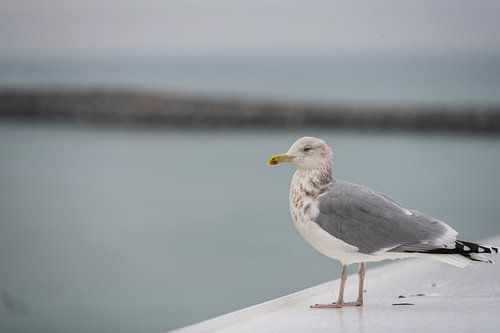 Een grote zeemeeuw zit op een veerboot en wacht