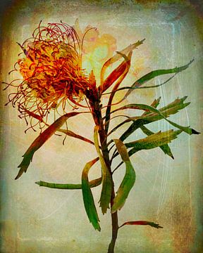 Imagination van RAR Kramer - Visual poet