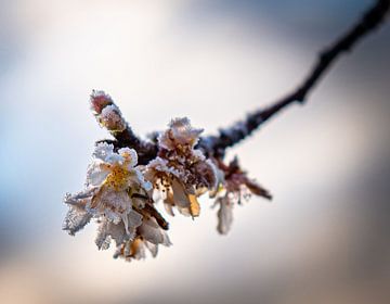 im Winter blühen von suzanna kolenbrander