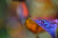 warm mysterious autumn tones