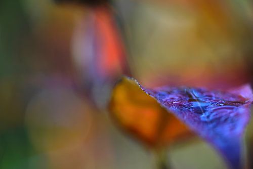 warme, geheimnisvolle Herbsttöne