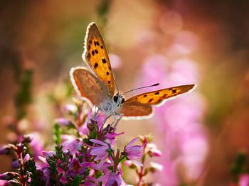 Papillon à petites taches