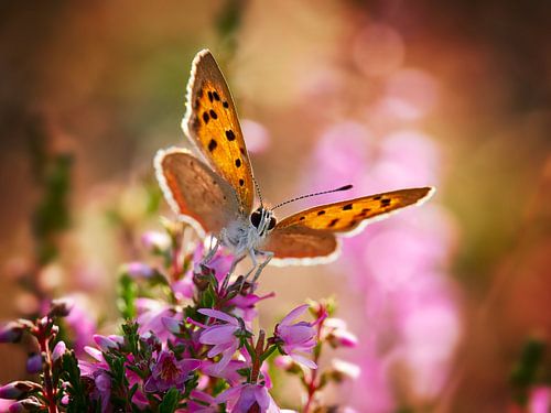 Kleiner Perlmutterfalter