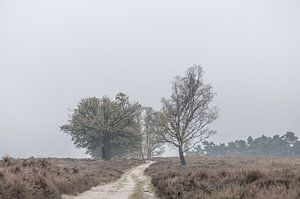 kalt und grau auf der Heide