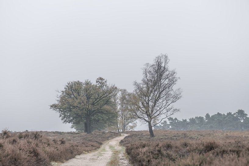 koud en grijs op de heide van Tania Perneel