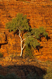 Baum an einer Felswand im Kings Canyon von Markus Lange