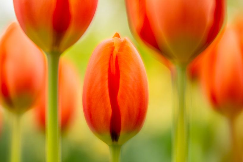 Tulpen Kunst von Andy Luberti