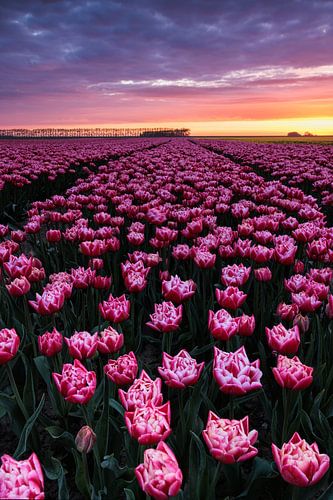 Kleurrijk voorjaar van Willemke de Bruin