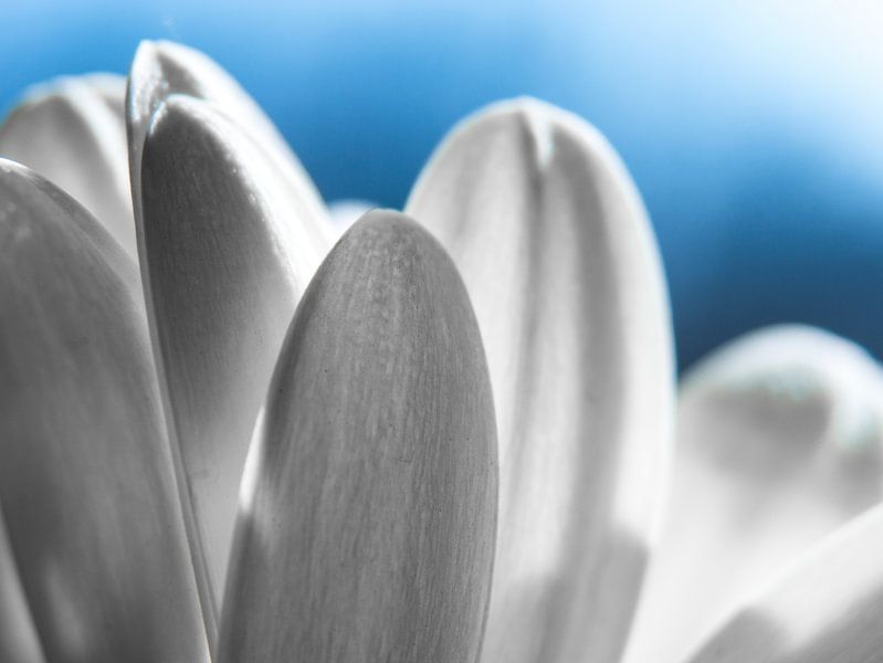 Blume / Blütenblatt / Blatt / Luft / Natur / Licht / Weiß / Blau / Nahaufnahme Makro von Art By Dominic