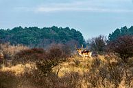 A Red Deer on the lookout by Rob Smit thumbnail