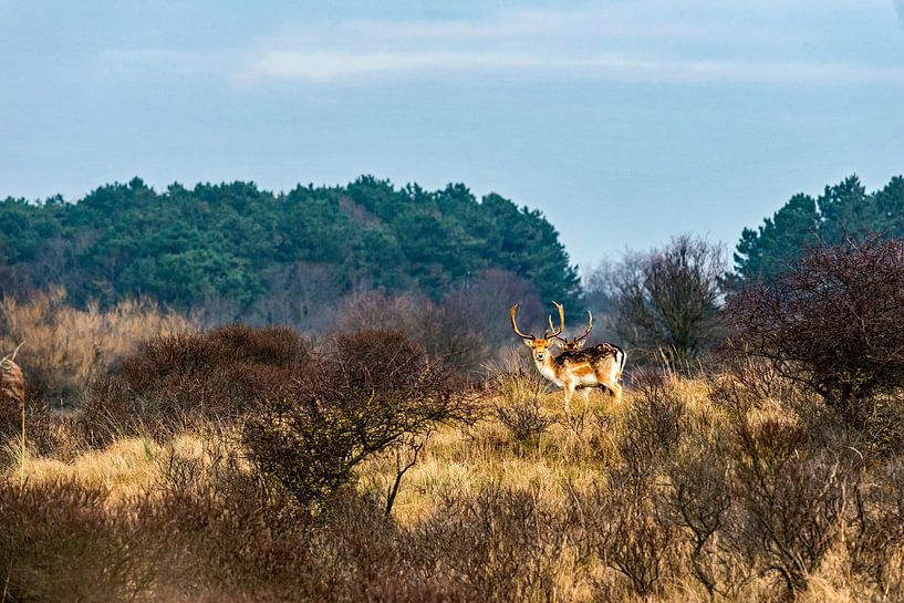 A Red Deer on the lookout by Rob Smit