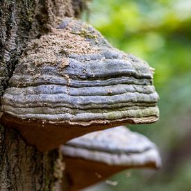 Nahaufnahme eines echten Zunderschwamms an einem Baumstamm von whmpictures .com
