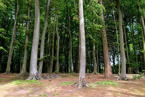 Zomer in Jasmund Nationaal Park