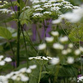 Fleurs des talus le long de l'Oude IJssel sur Ankie Kooi