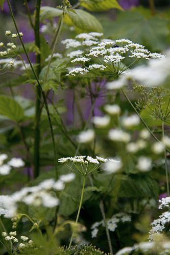 Fleurs des talus le long de l'Oude IJssel