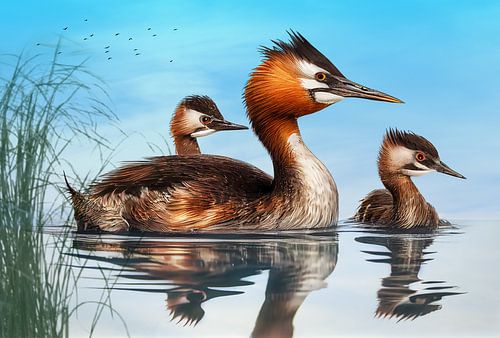 Haubentaucher-Mutter mit Jungen.