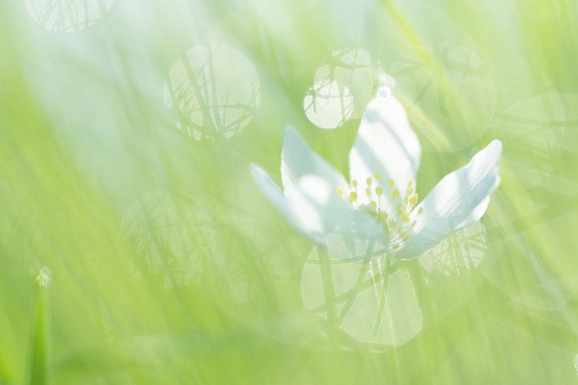 Die Buschwindröschen von Danny Slijfer Natuurfotografie