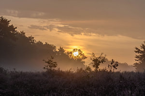 Orangenheide