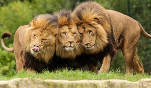 knuffelende leeuwen broertjes van Loes Valckx