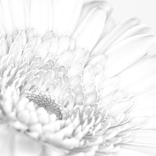 "High key" flower black and white 3