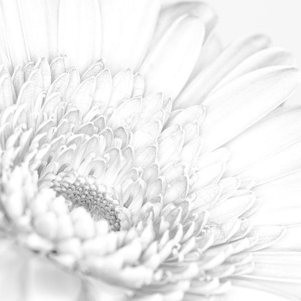 &quot;High key&quot; Blume schwarz/weiß 3 von Albert Mendelewski