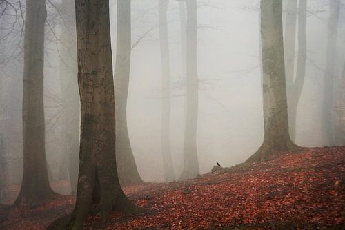 ambience