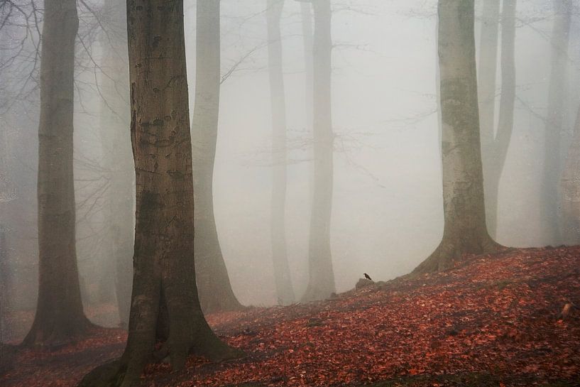 Novemberstimmung von Dirk Wüstenhagen