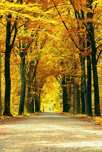 Boswandeling met de hond