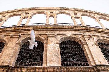 Weiße Taube in Valencia von Lydia