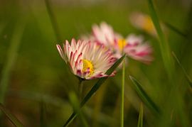 Gänseblümchen mit bokeh
