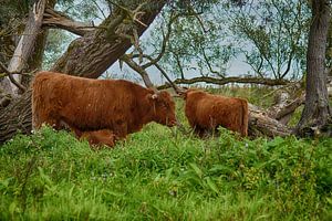 Les Scottish Highlanders dans le Biesbosch