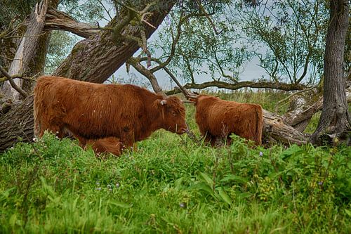 Schotse Hooglanders in de Biesbosch