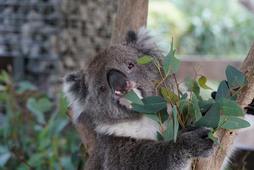Koala eating