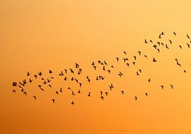 Vlucht vogels bij zonsondergang van Theo van Veenendaal
