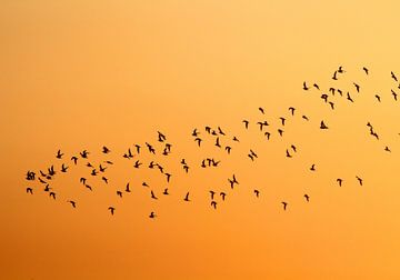 Vlucht vogels bij zonsondergang van Theo van Veenendaal